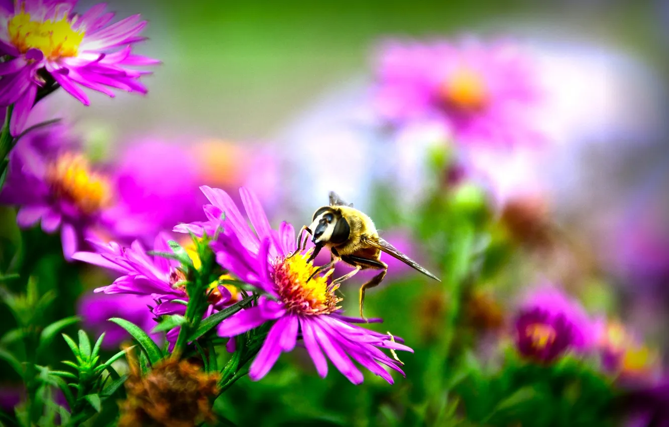 Фото обои осень, макро, цветы, природа, пчела, размытость, флора