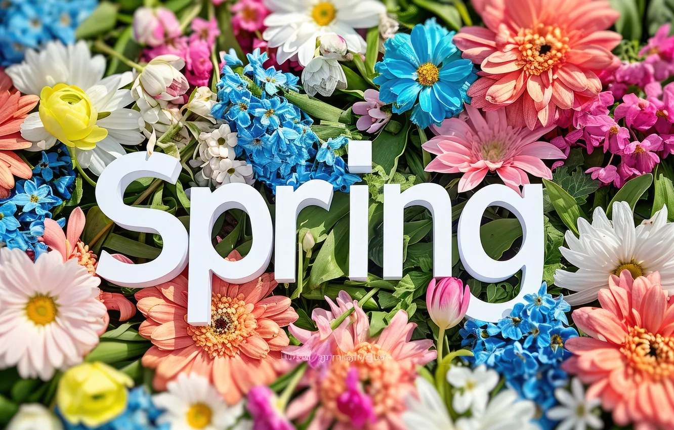Фото обои цветы, весна, colorful, flowers, spring