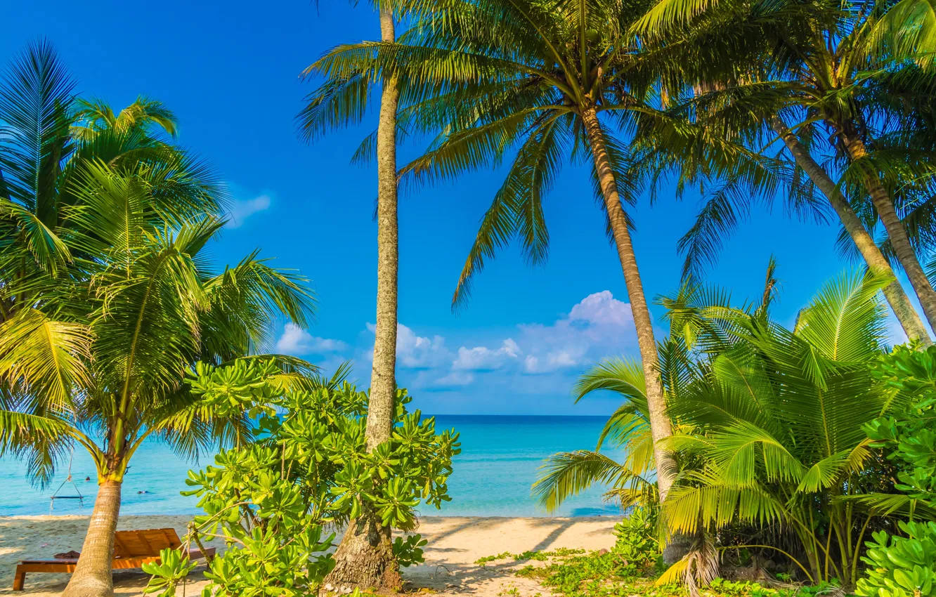 Фото обои пляж, лето, пальмы, Природа, Тропики