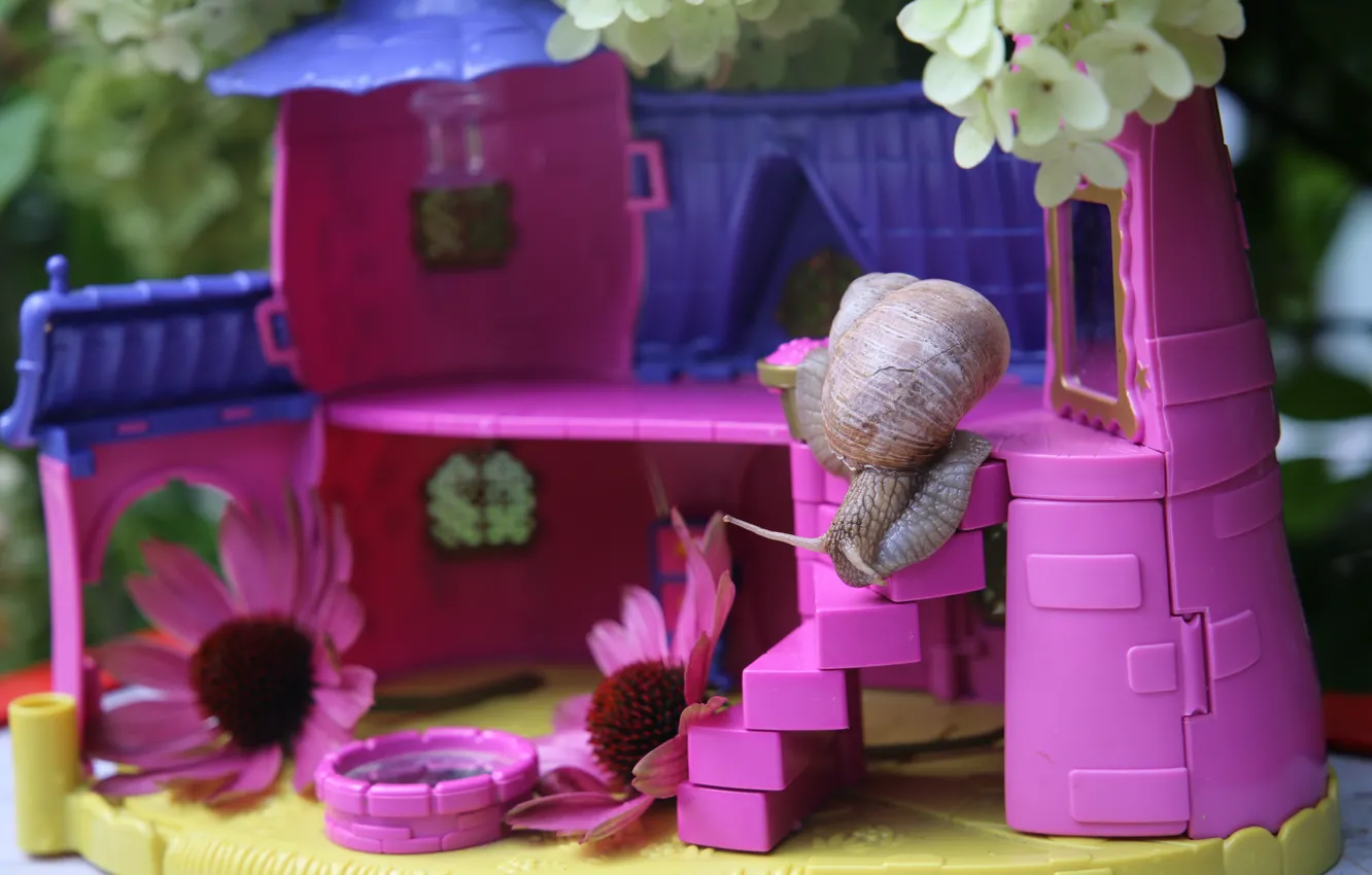 Фото обои фиолетовый, цветы, фон, розовый, улитка, домик, кукольный дом, любопытство