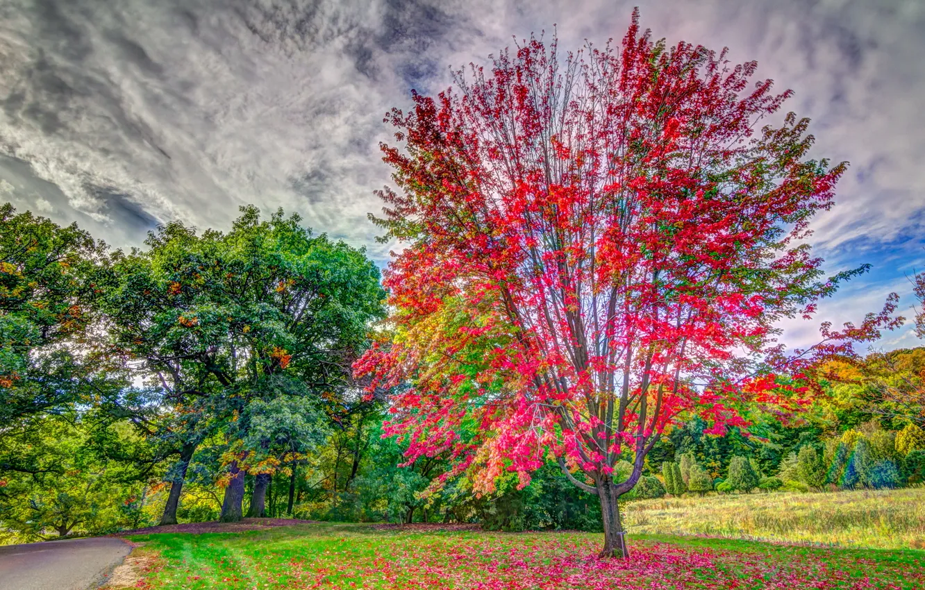 Фото обои Landscape, Road, Fall Color