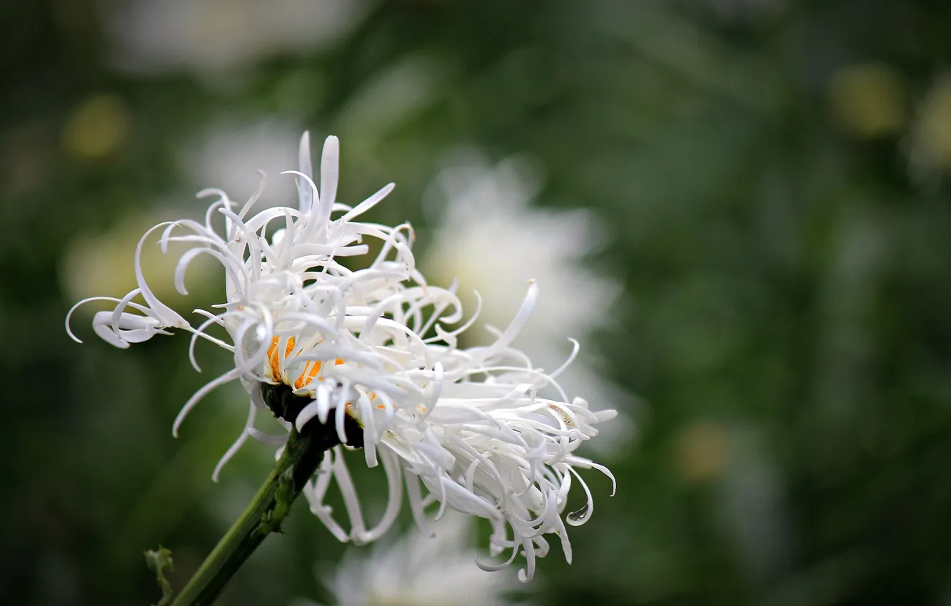 Фото обои цветок, макро, размытость, ромашка, белая, махровая