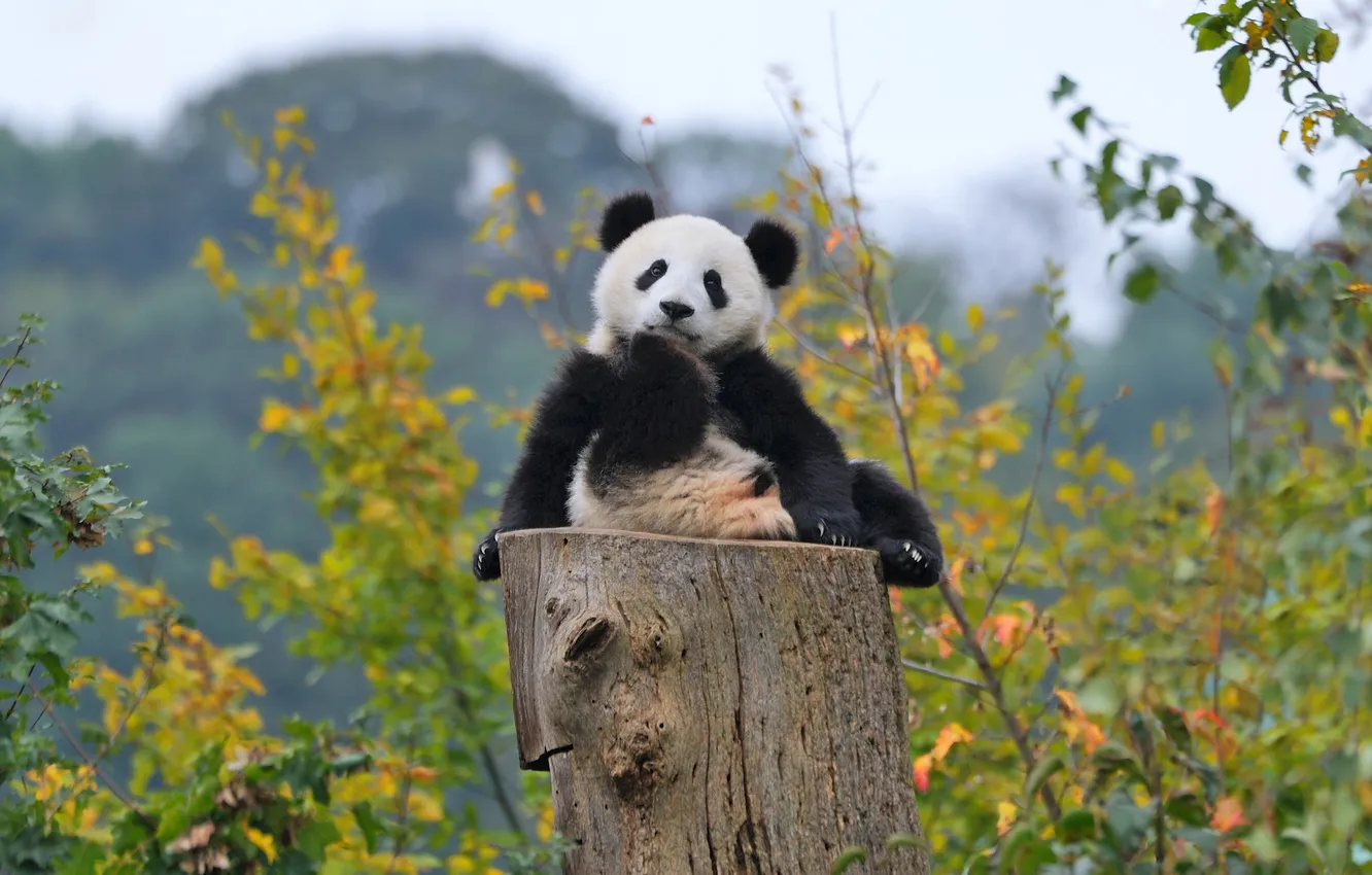 Фото обои осень, лес, панда, медвежонок