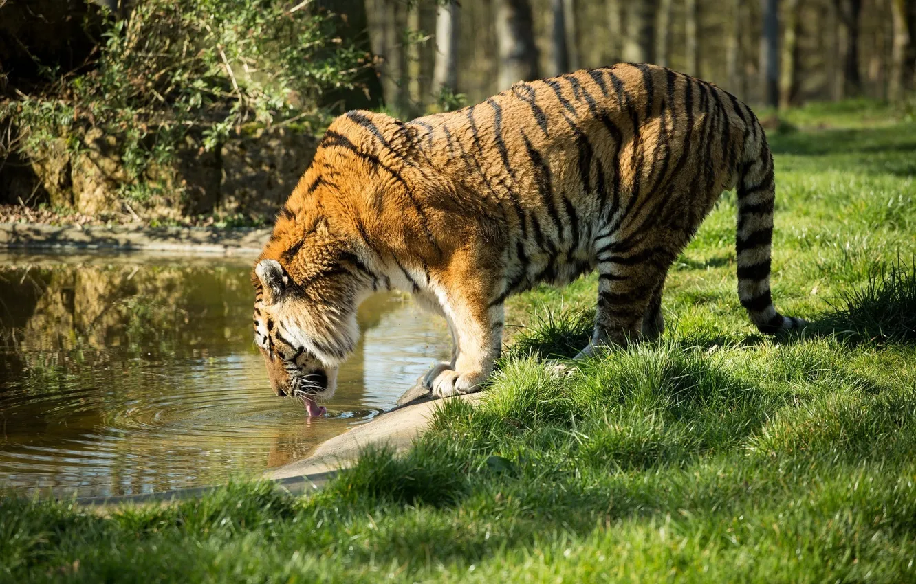 Фото обои тигр, хищник, профиль, водопой, дикая кошка