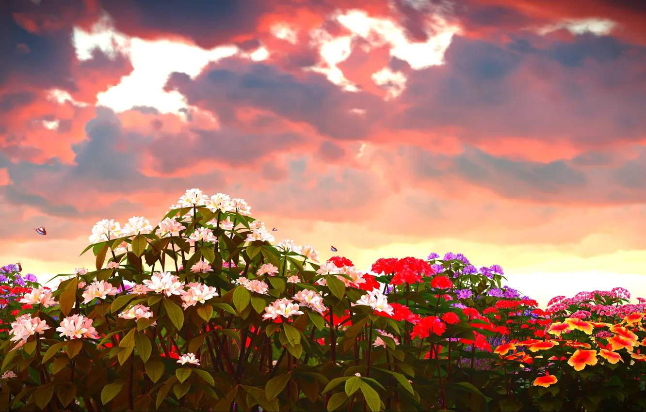 Фото обои небо, облака, бабочки, цветы, зарево, разноцветные, флоксы