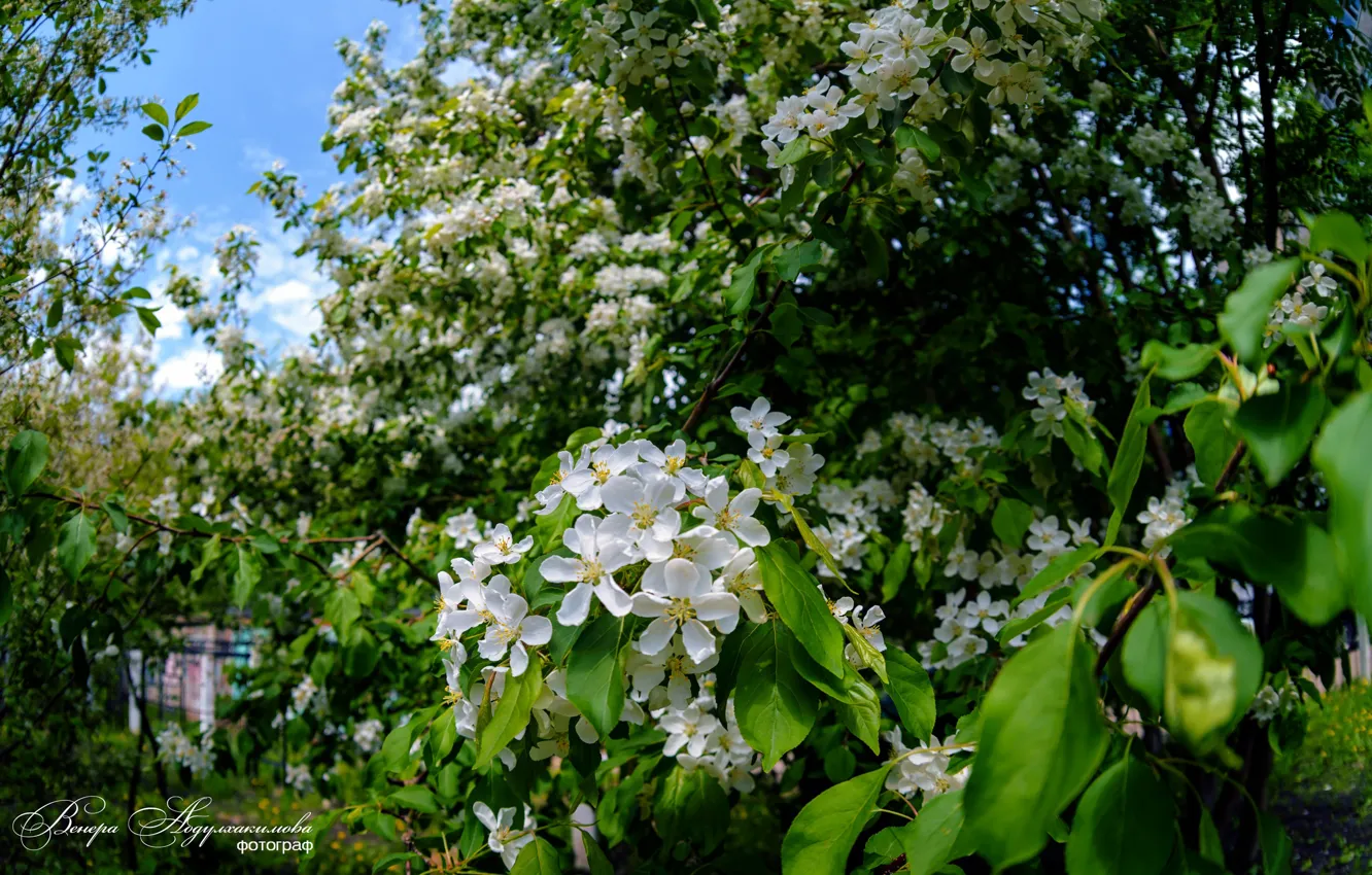 Фото обои весна, яблоневый сад, яблони в цвету