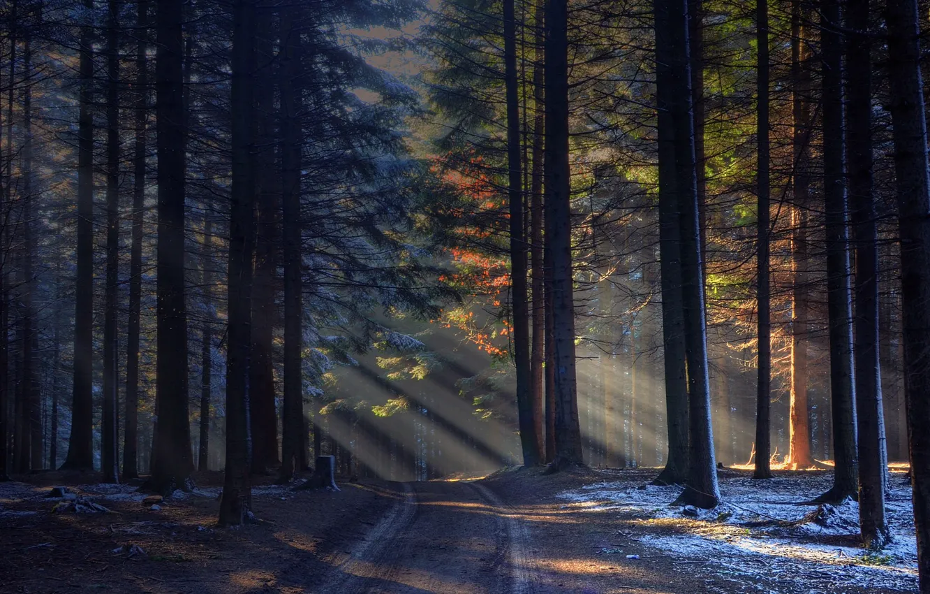 Фото обои дорога, лес, лучи солнца