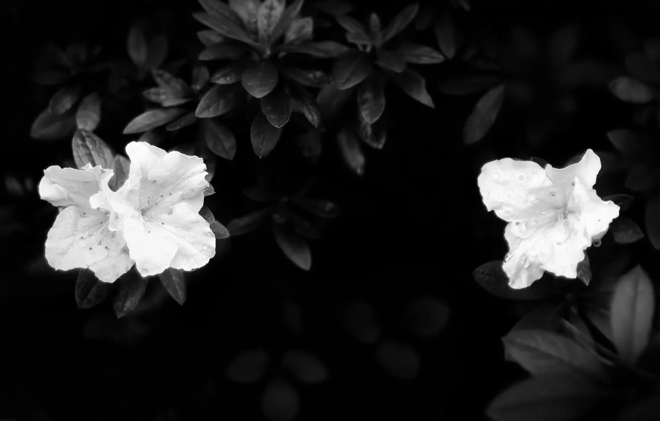Фото обои листья, темнота, белые