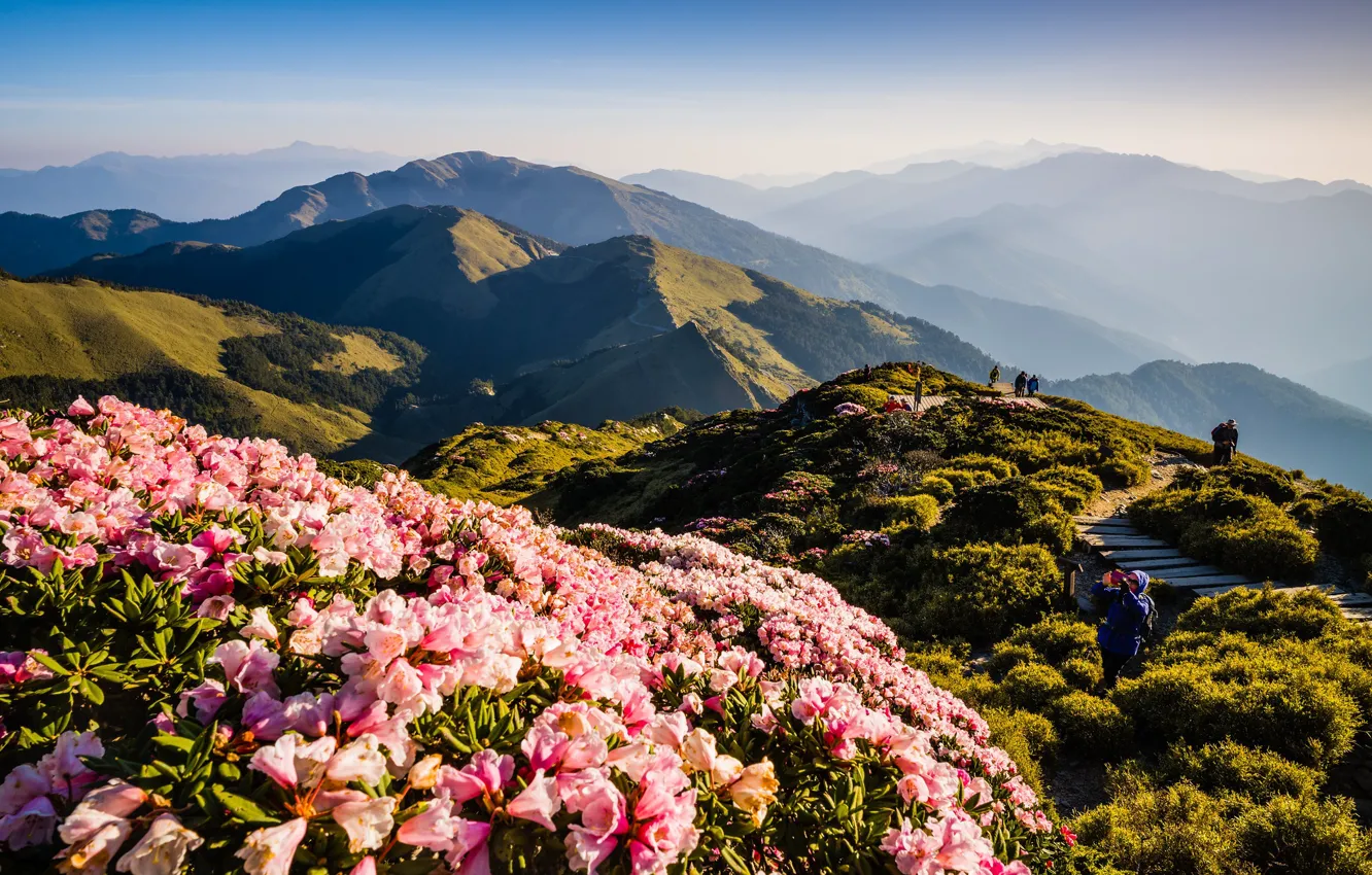 Фото обои зелень, пейзаж, цветы, горы, природа, туман, люди, холмы