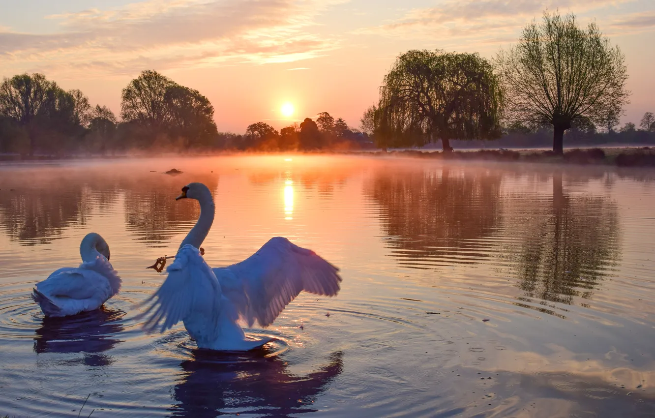 Фото обои солнце, пейзаж, птицы, природа, туман, озеро, рассвет, утро