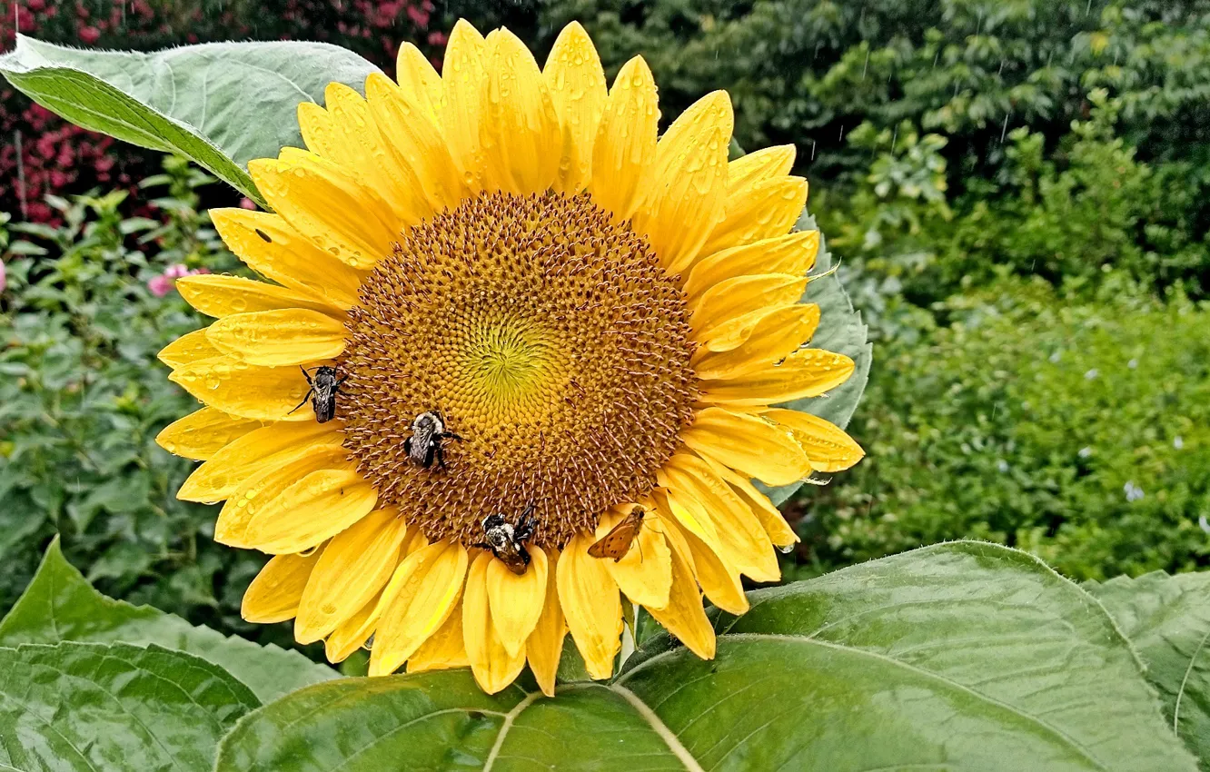 Фото обои sunflower, Rainy Day, Sunflowers, Fred Fletcher Park, Jim Perry