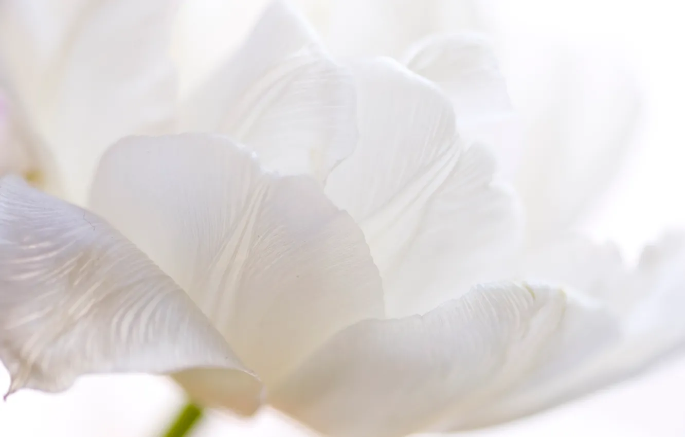 Фото обои белый, цветок, Тюльпан