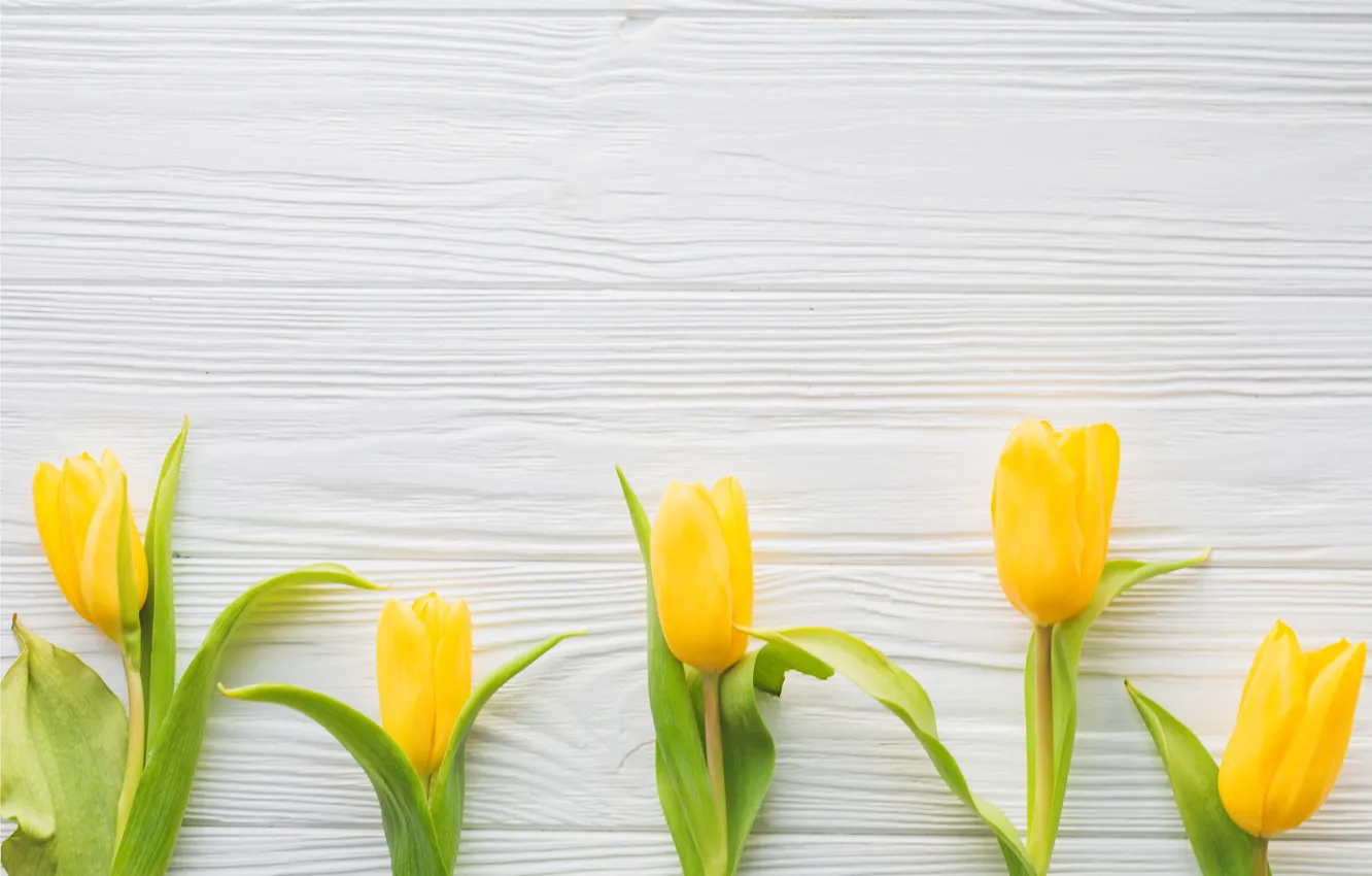 Фото обои цветы, весна, желтые, тюльпаны, fresh, yellow, wood, flowers