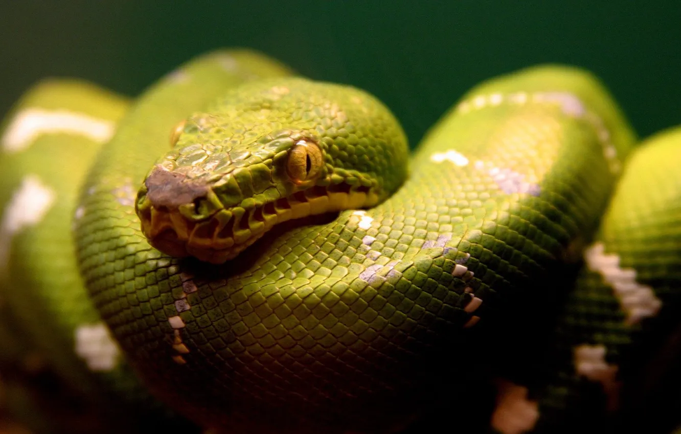 Фото обои змея, Зеленый