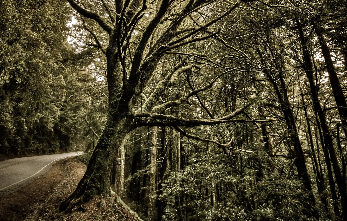 Фото обои дорога, деревья, пейзаж, HDR