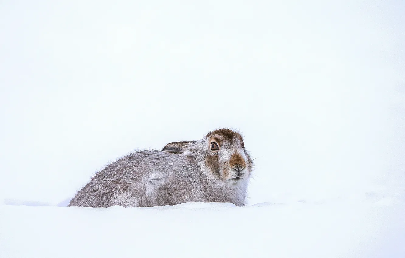Фото обои зима, снег, кролик, ищу