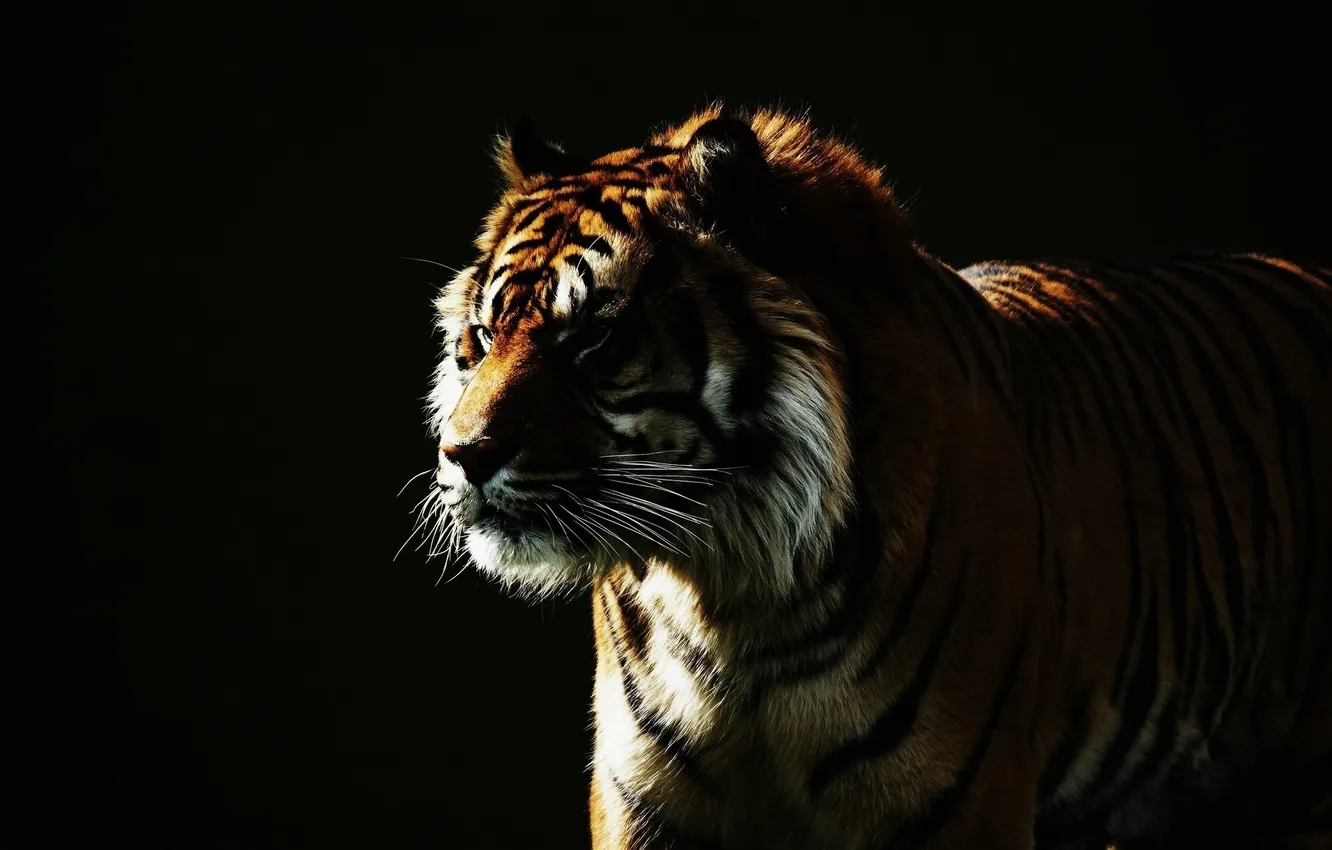Фото обои морда, свет, тигр, темный фон, дикая кошка