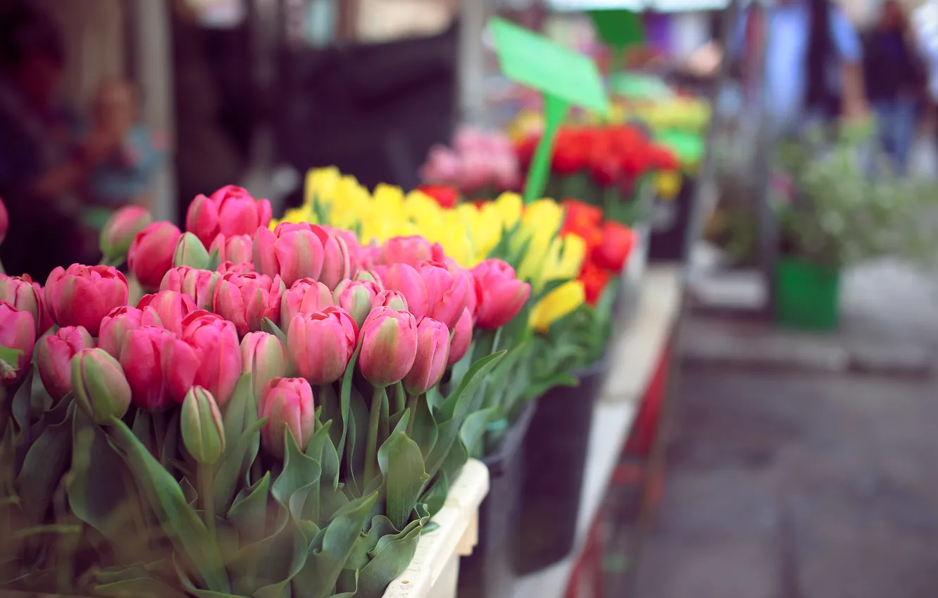 Фото обои цветы, весна, желтые, лепестки, тюльпаны, розовые