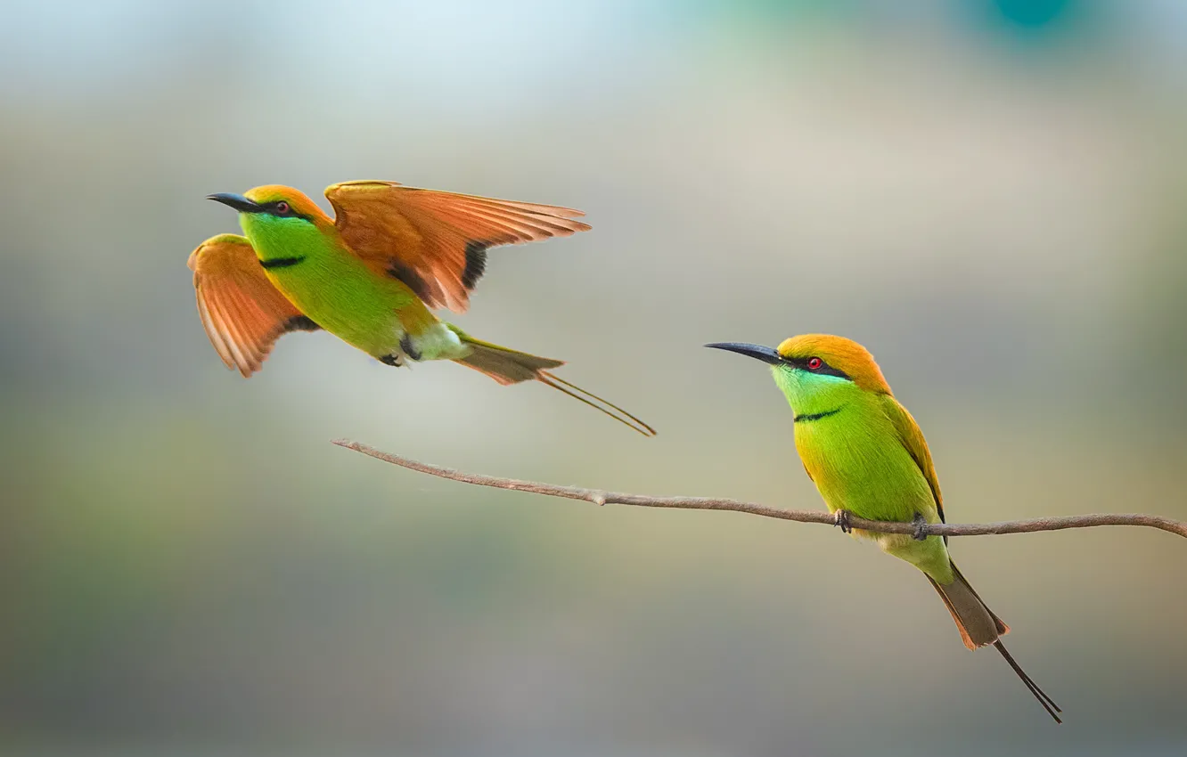 Фото обои birds, couple, wildlife, bee-eater