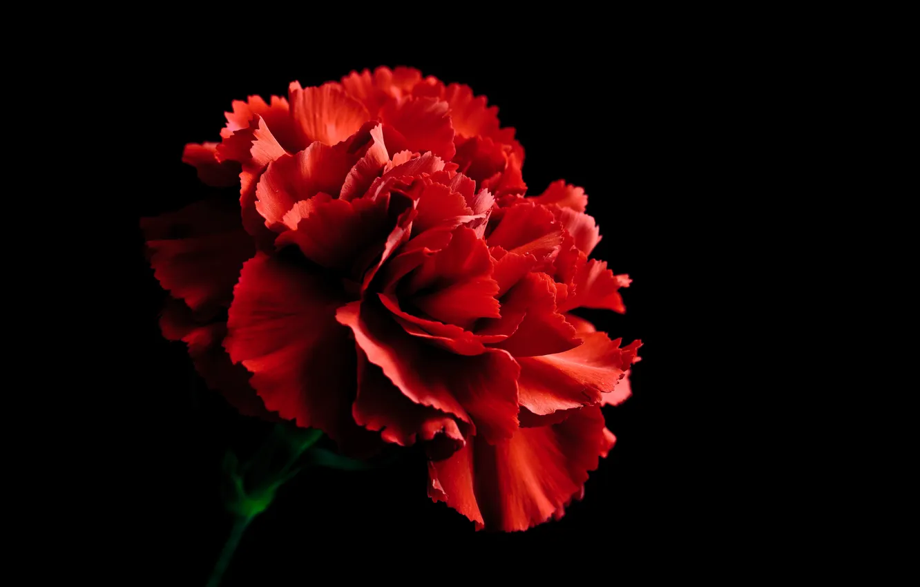Фото обои green, red, black, flower, nature, flowers, carnation