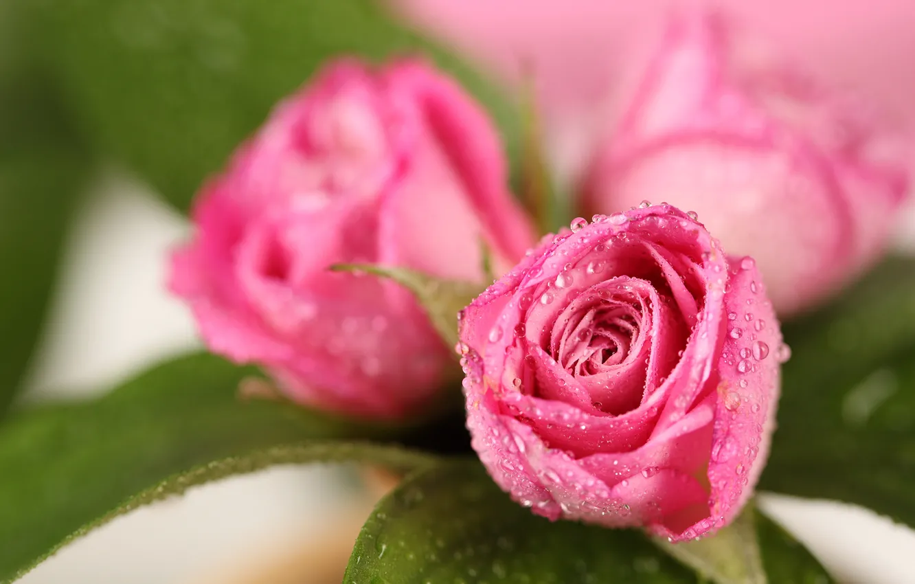 Фото обои капли, цветы, розы, размытие, colorful, розовые, drops