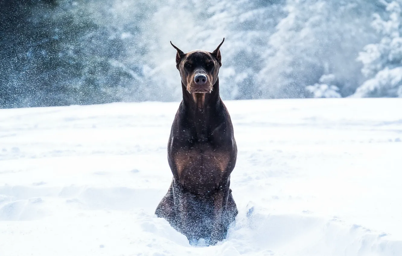 Фото обои зима, снег, собака, доберман