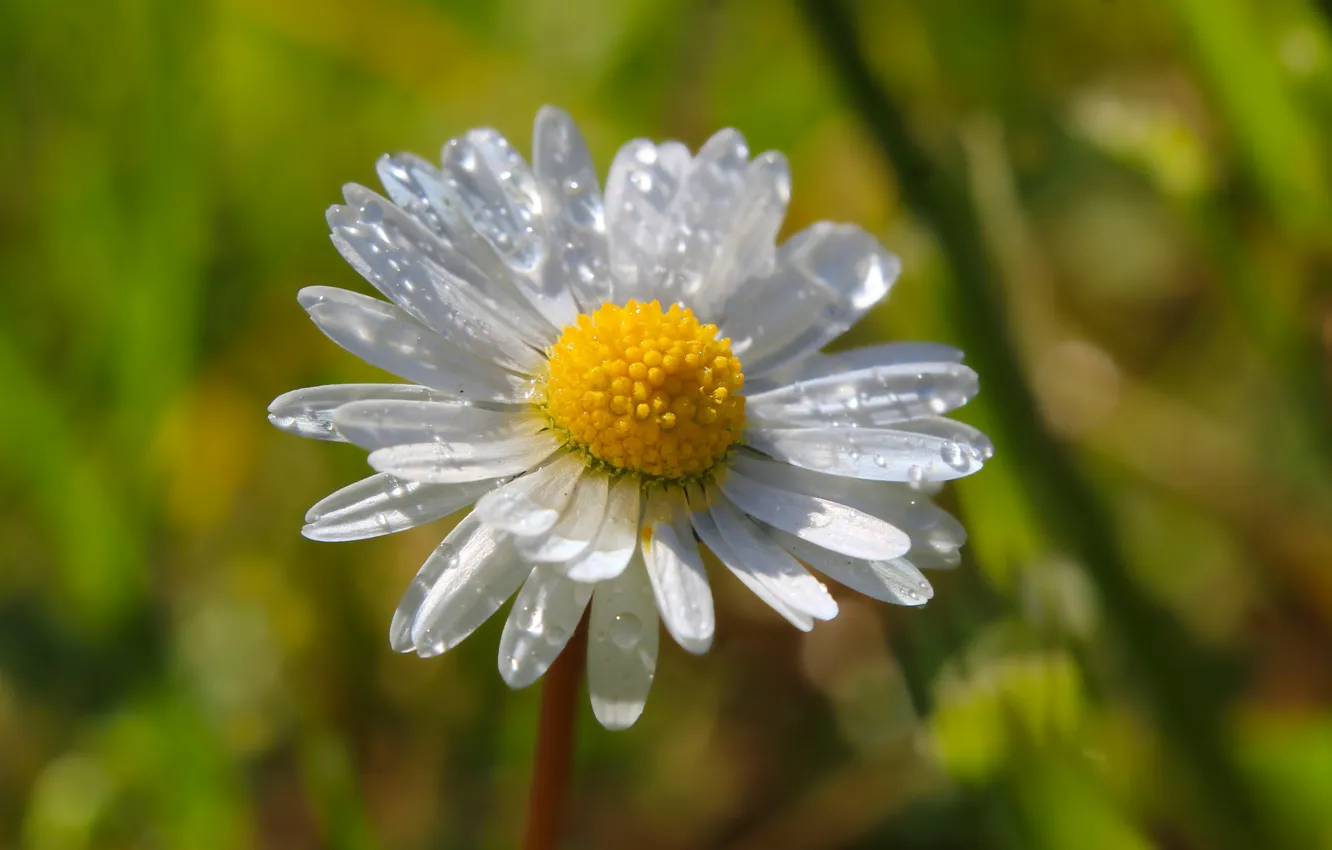 Фото обои white, flower, garden