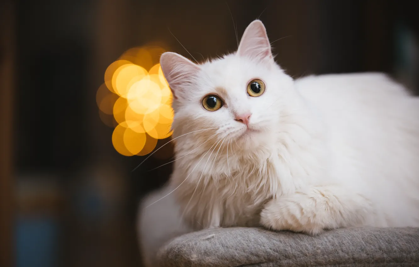 Фото обои кошка, белый, кот, взгляд, морда, фон, темный, портрет