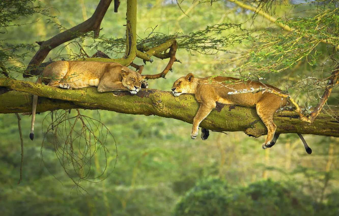 Фото обои trees, animals, nature, situation, branch, sleeping, wildlife, Lions