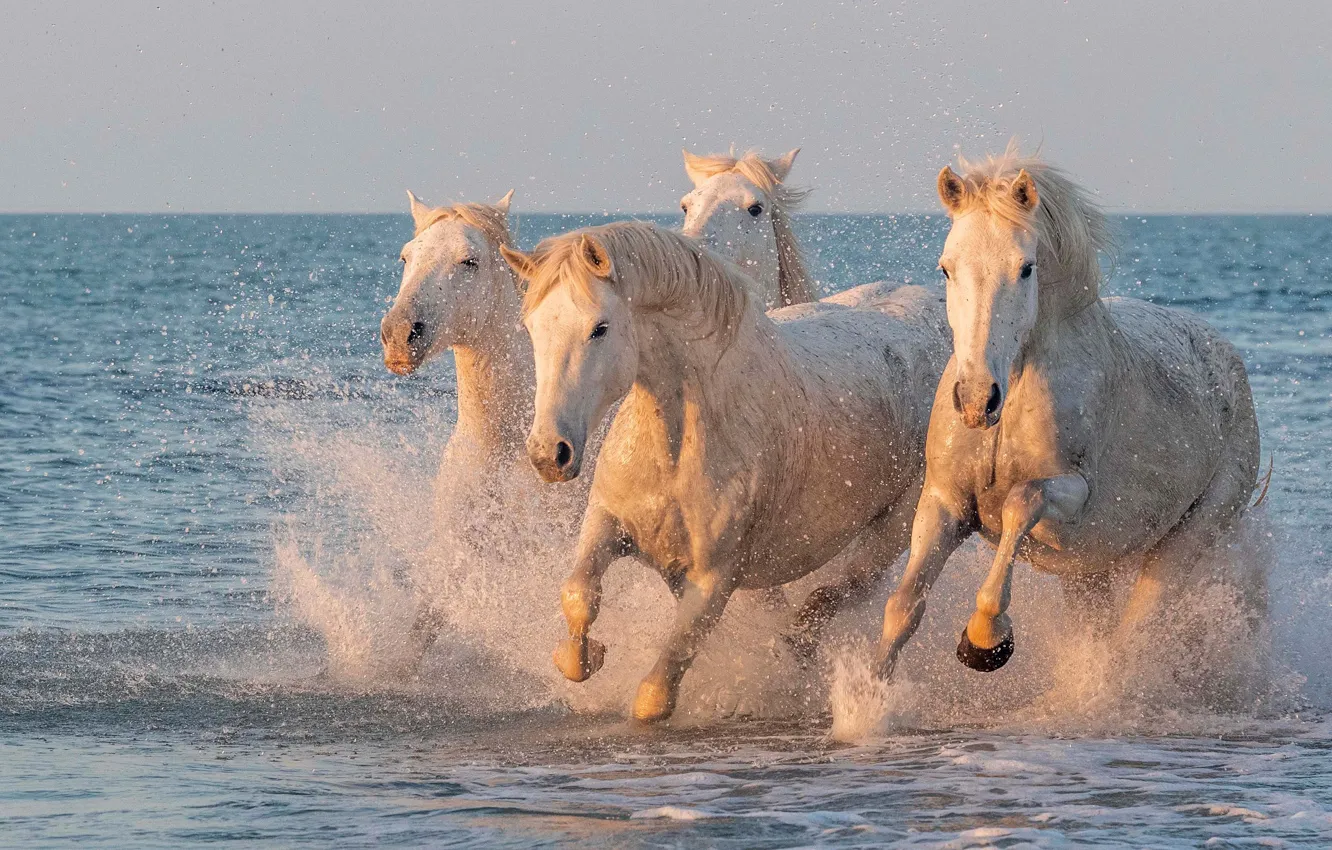 Фото обои море, брызги, берег, кони, лошади, белые, стадо, скачут