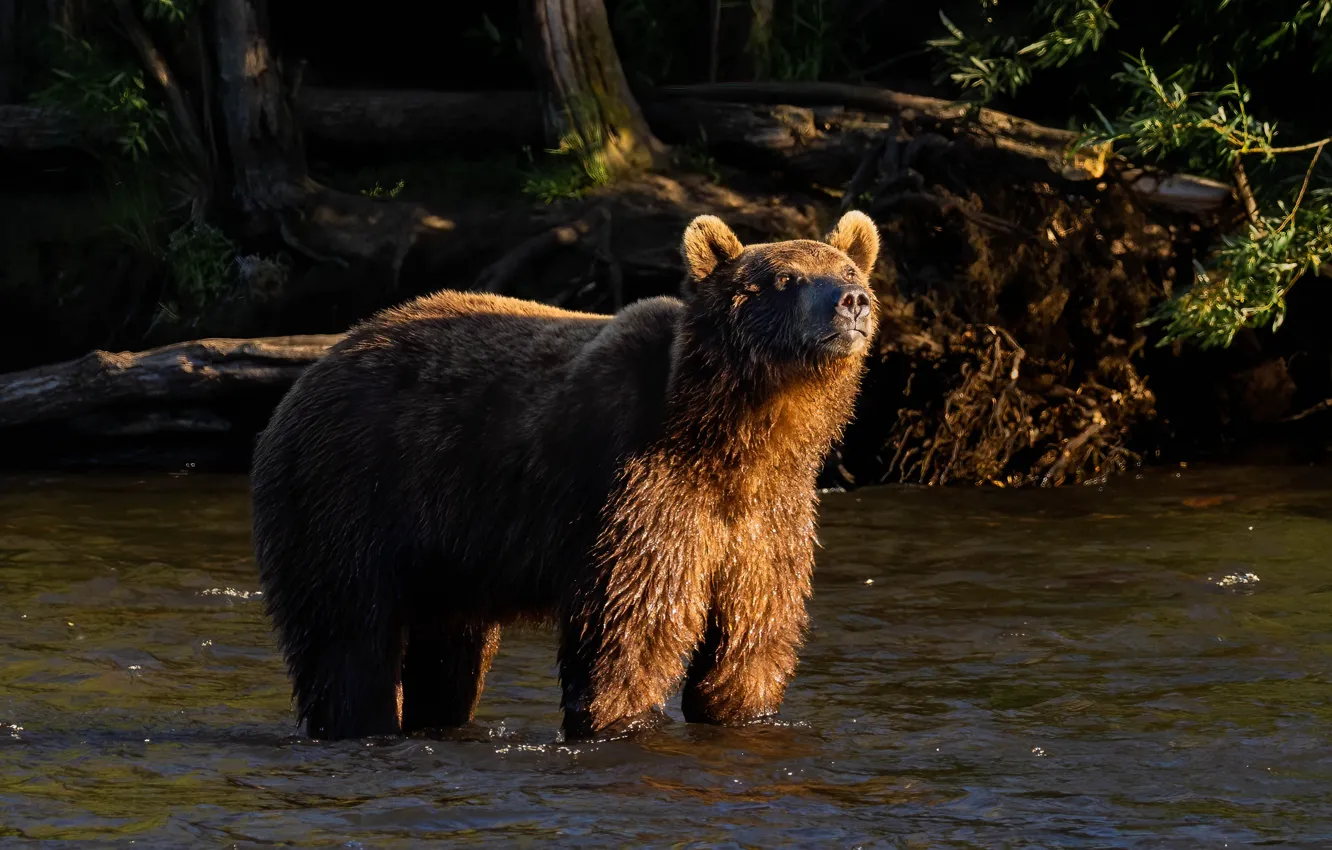 Фото обои взгляд, свет, медведь, купание, водоем