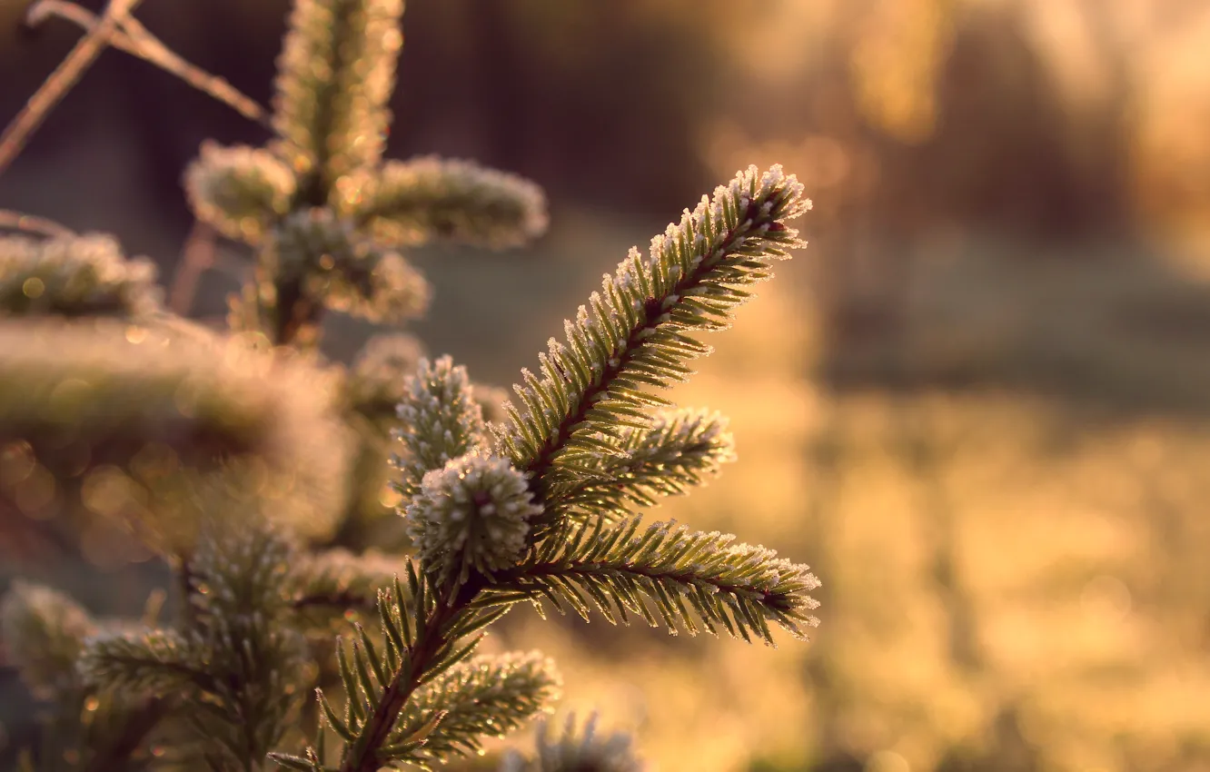 Фото обои pine, spruce, twig