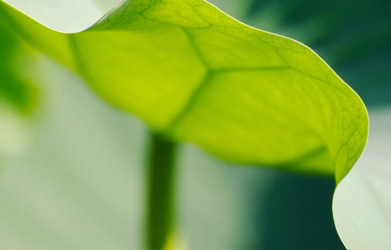 Фото обои лист, Зеленый, край