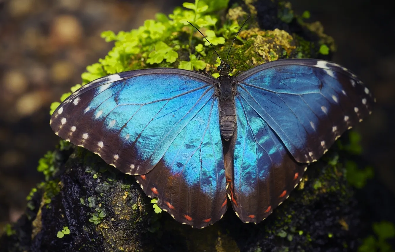 Фото обои макро, бабочка, Морфо Пелеида