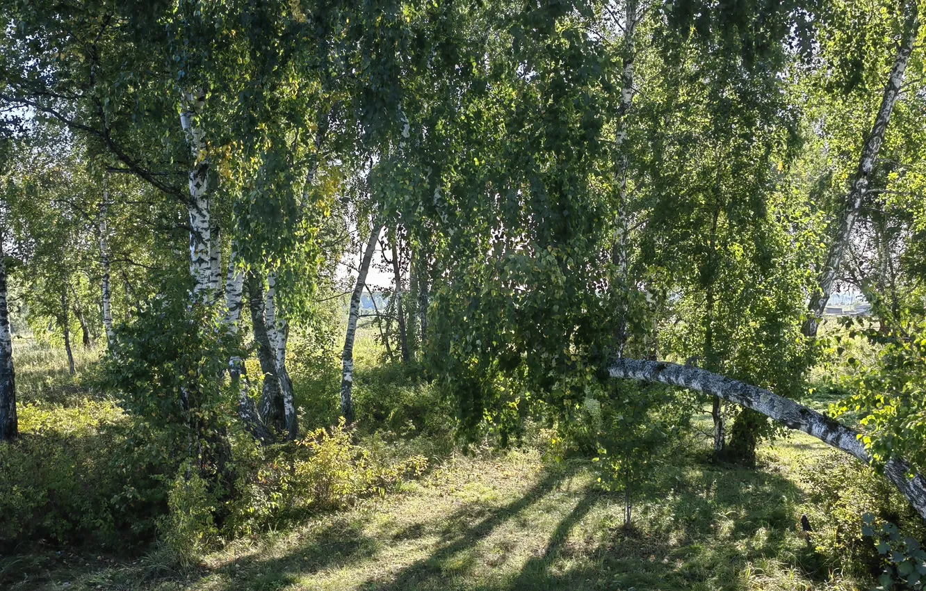 Фото обои зелень, берёзы, берёзовая роща