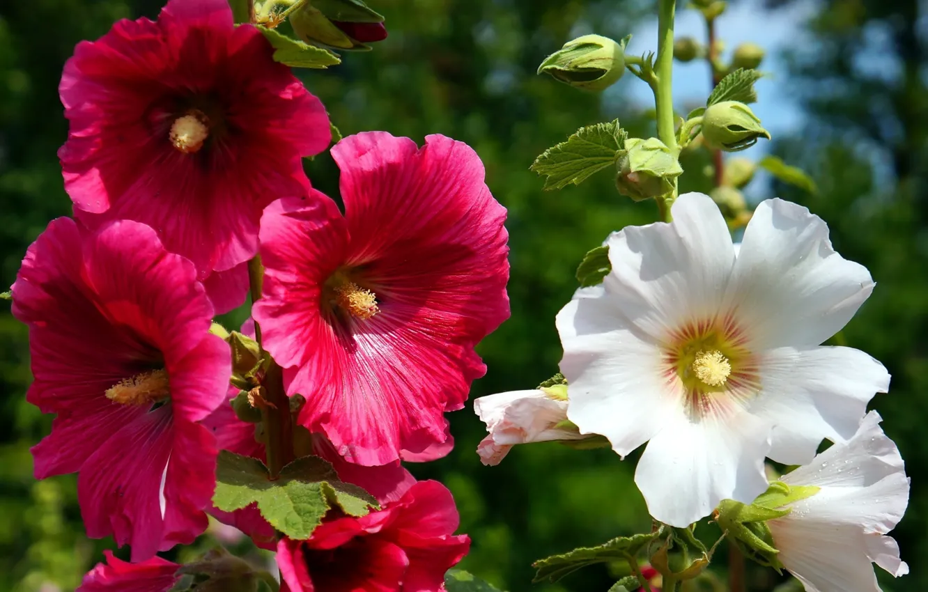 Фото обои flower, fall, blooming, holyhocs