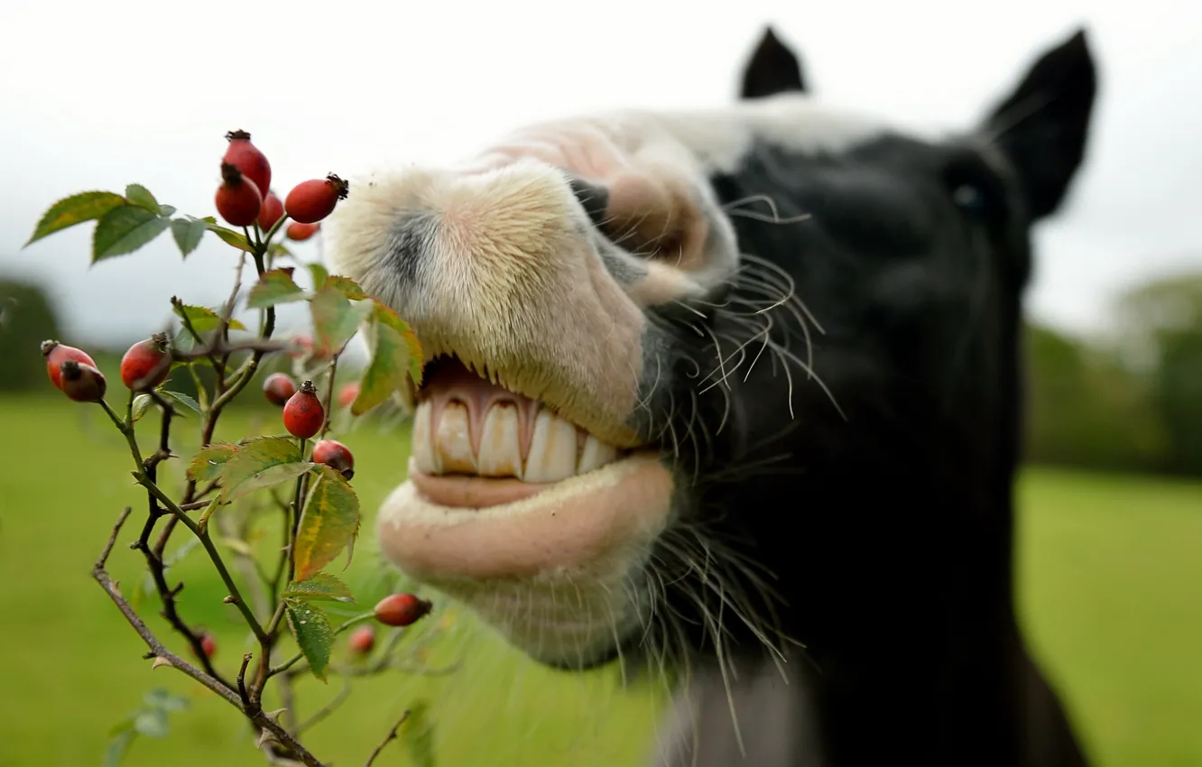 Фото обои морда, лошадь, зубы, шиповник