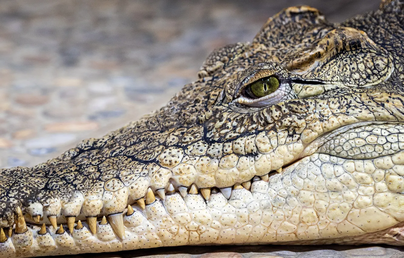 Фото обои lizard, crocodile, reptile, teeth