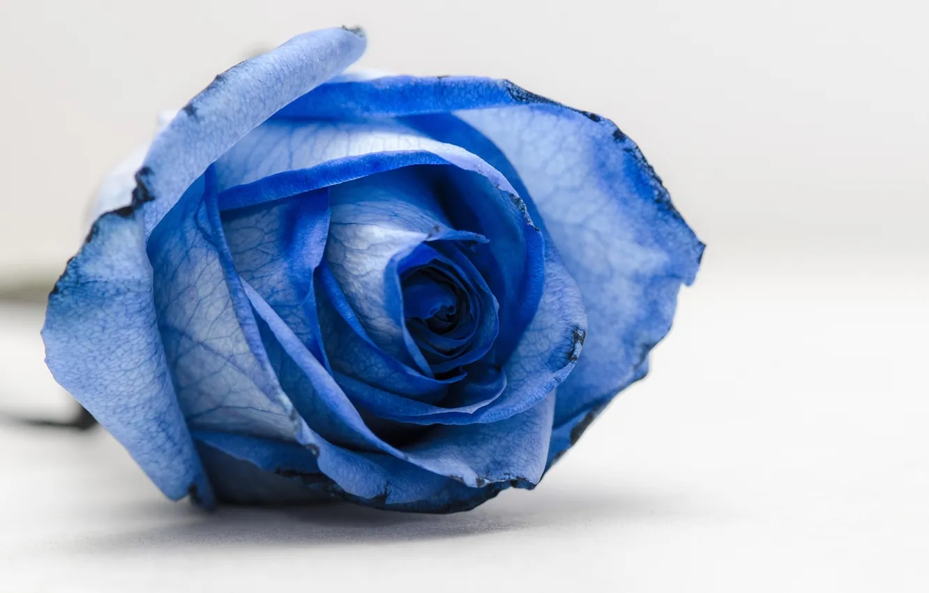 Фото обои цветок, макро, синий, роза, лепестки