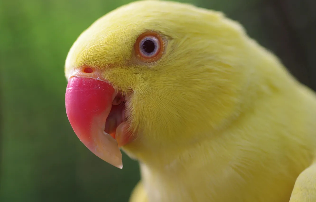 Фото обои жёлтый, птица, обои, клюв, Попугай