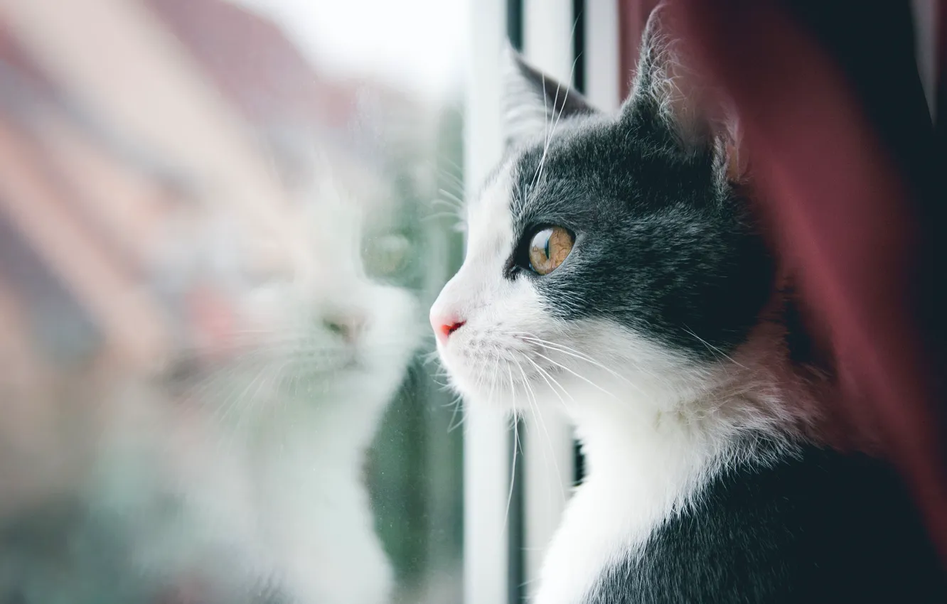Фото обои кот, усы, кошак, окно, смотрит, котяра
