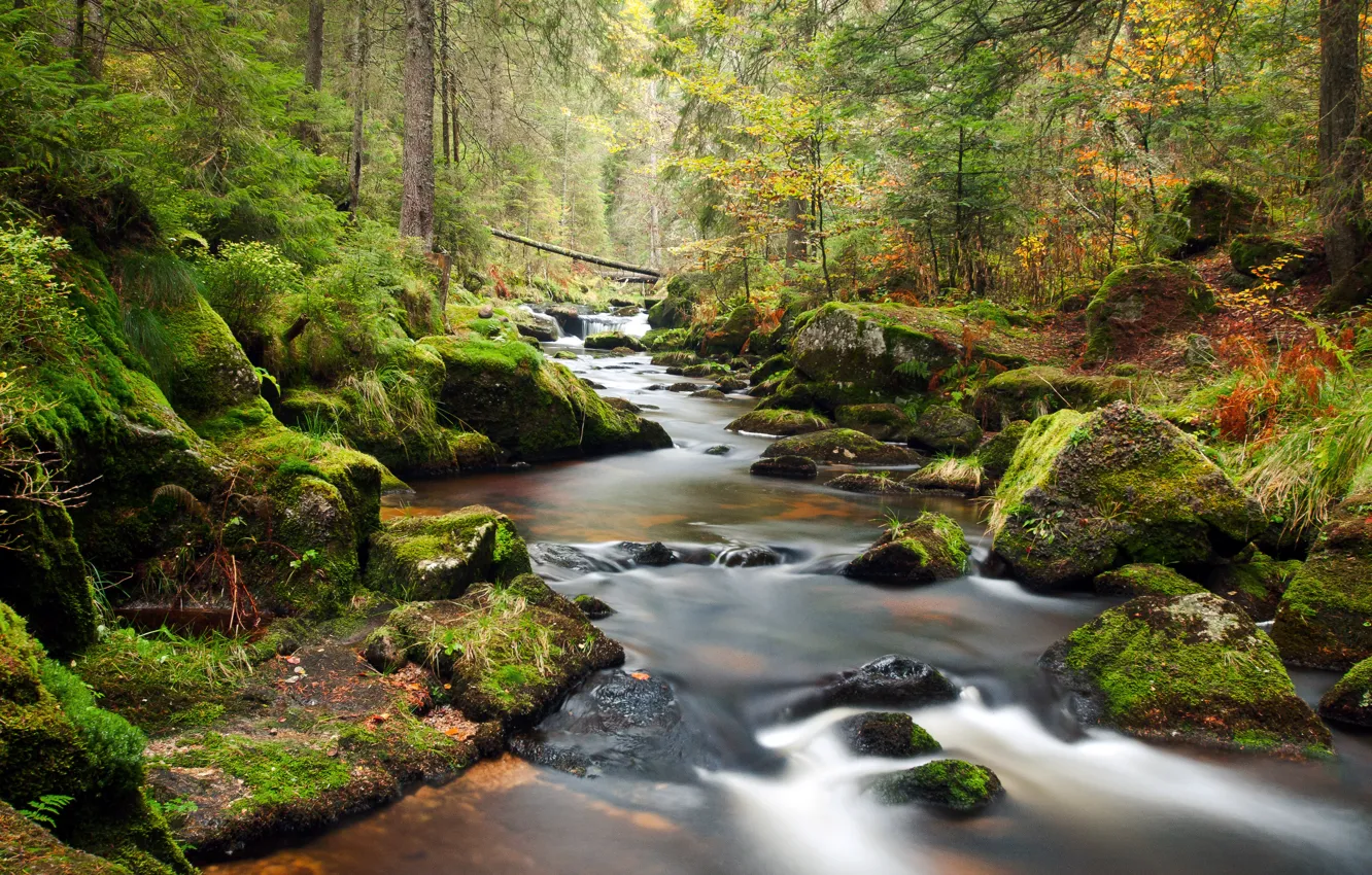 Фото обои лес, деревья, пейзаж, река, камни, поток