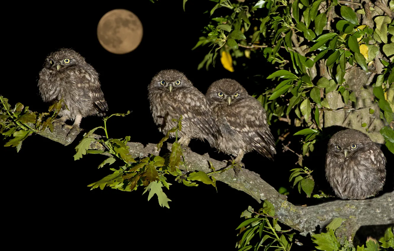 Фото обои птицы, ночь, луна, ветка, птенцы, семейство, домовые сычи