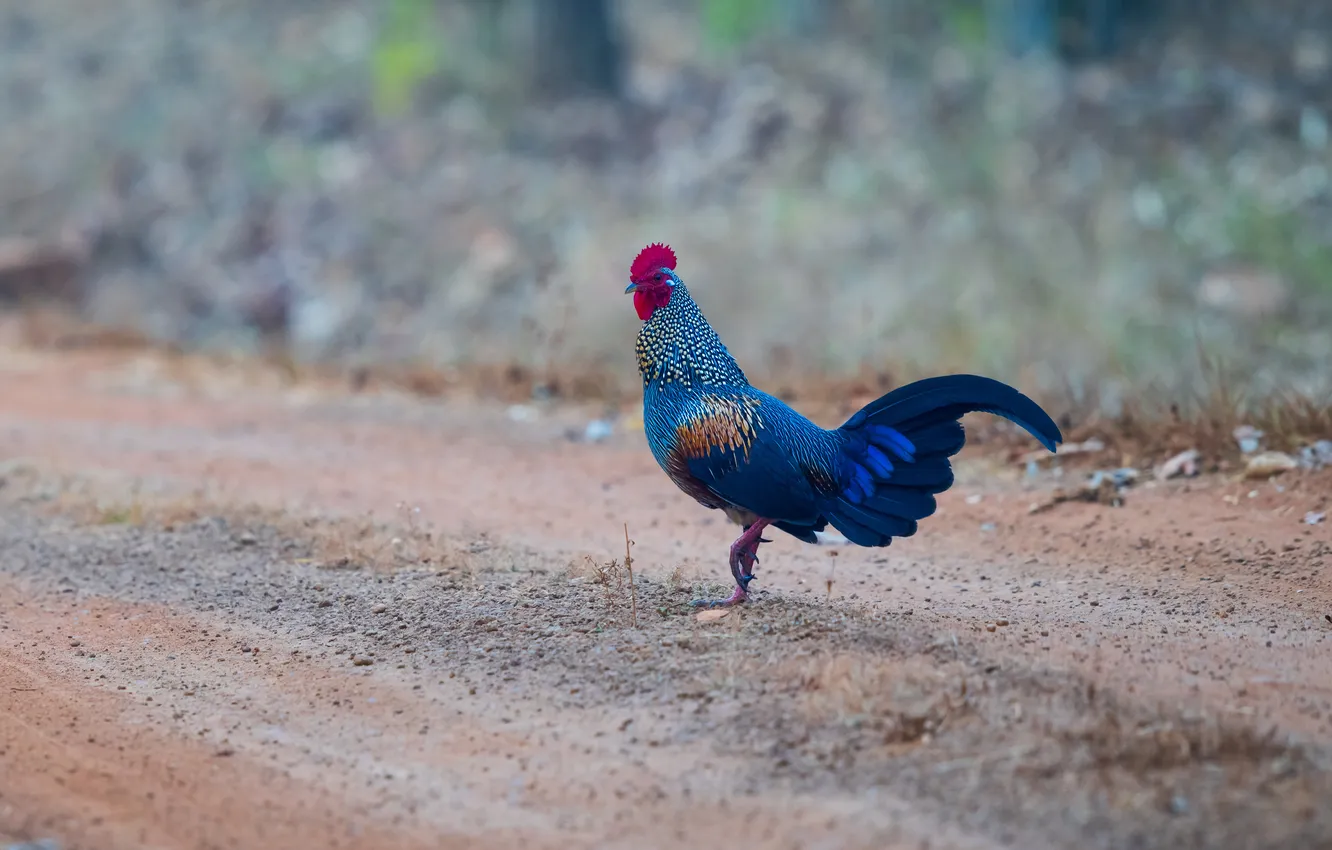 Фото обои дорога, птица, петух