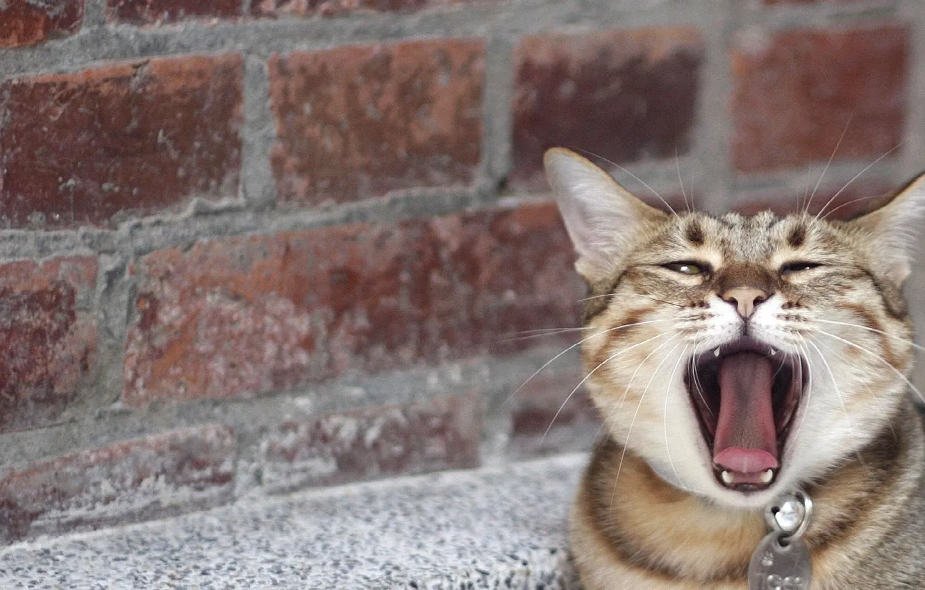 Фото обои зевает, кирпичная стена, полосатый кот