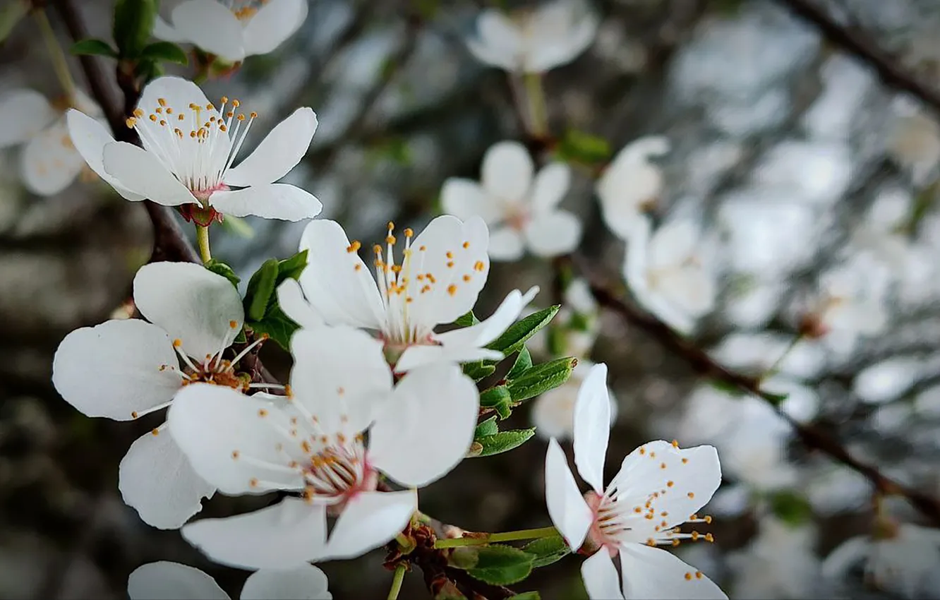 Фото обои природа, вишня, фон, весна, nature, background, cherry, spring