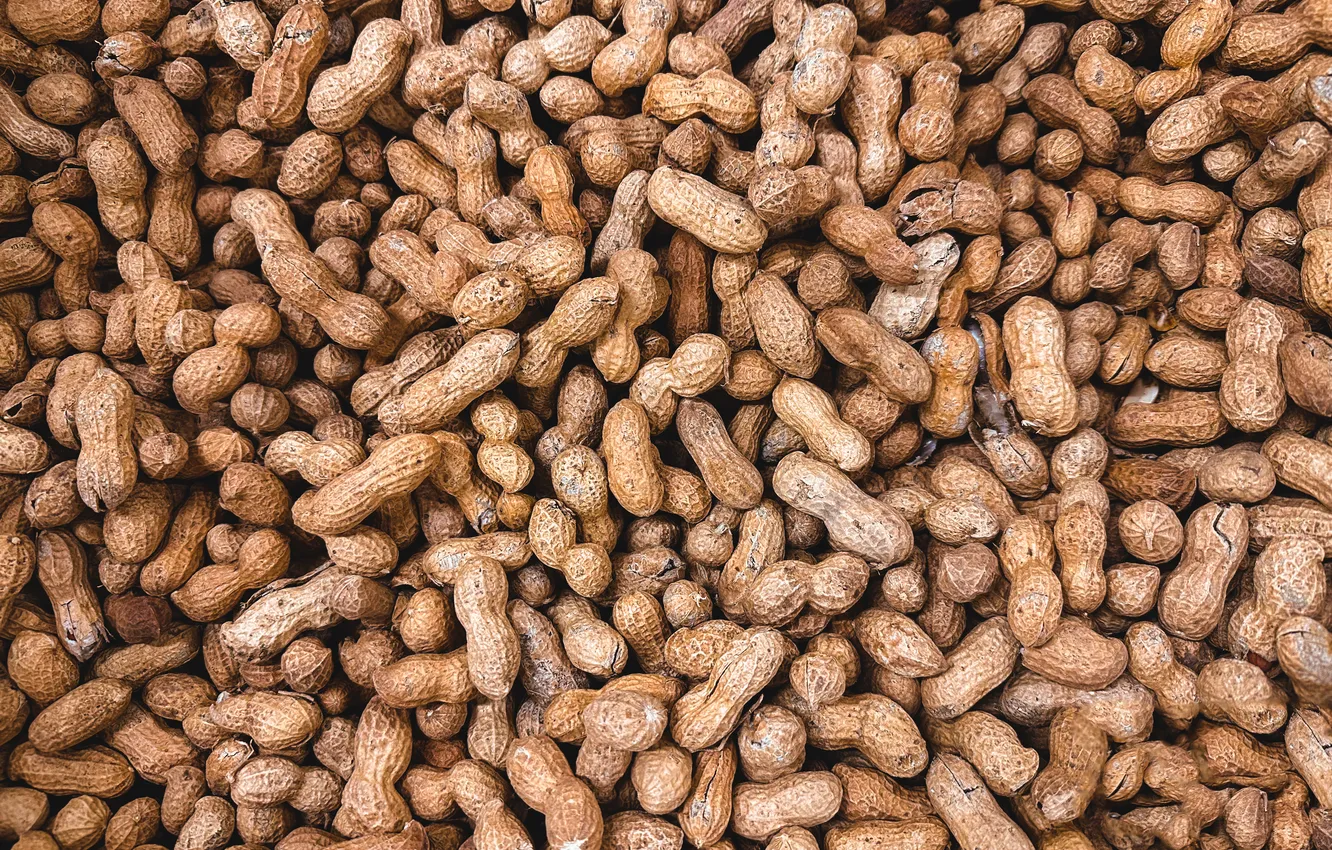 Фото обои shells, quantity, peanuts