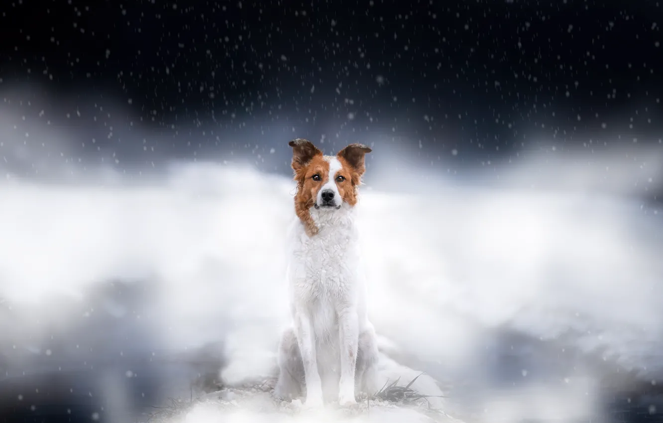 Фото обои зима, поле, взгляд, снег, поза, туман, собака, лапы