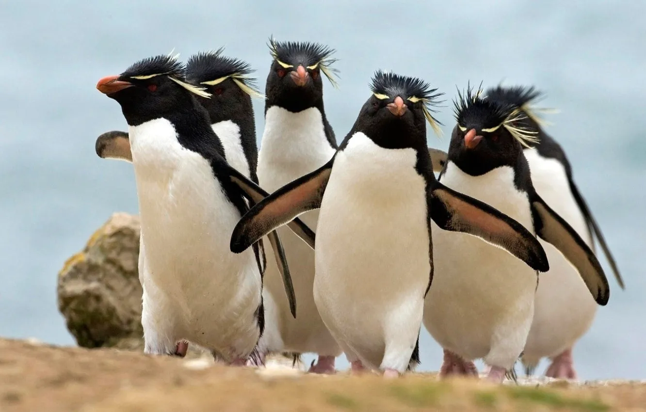 Фото обои animals, birds, penguins, group of animals, two white and black ceramic vases