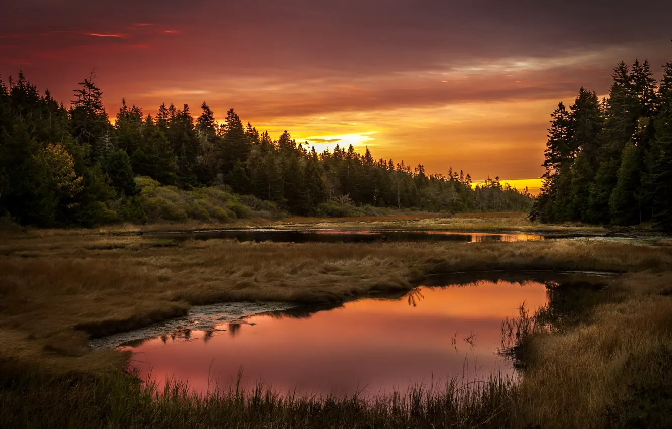Фото обои лес, пейзаж, закат, озеро